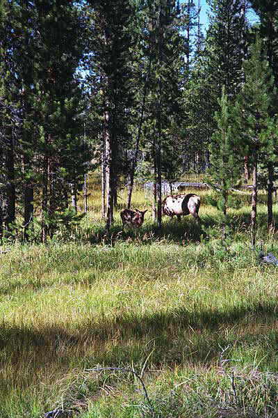 p8_17.jpg (26688 bytes)