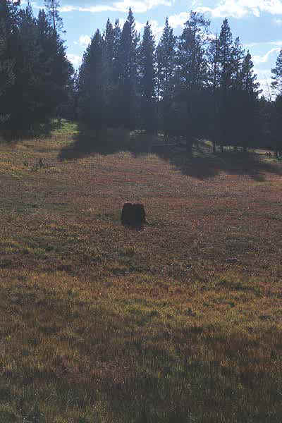 p8_3.jpg (67769 bytes)
