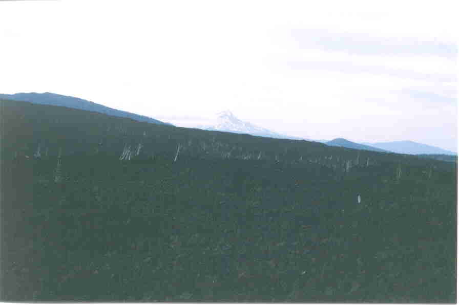 p3_8.jpg (26717 bytes)